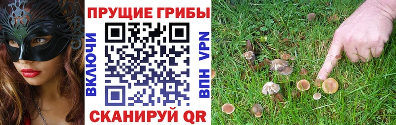Псилоцибиновые грибы MAGIC MUSHROOMS  Михайловск 